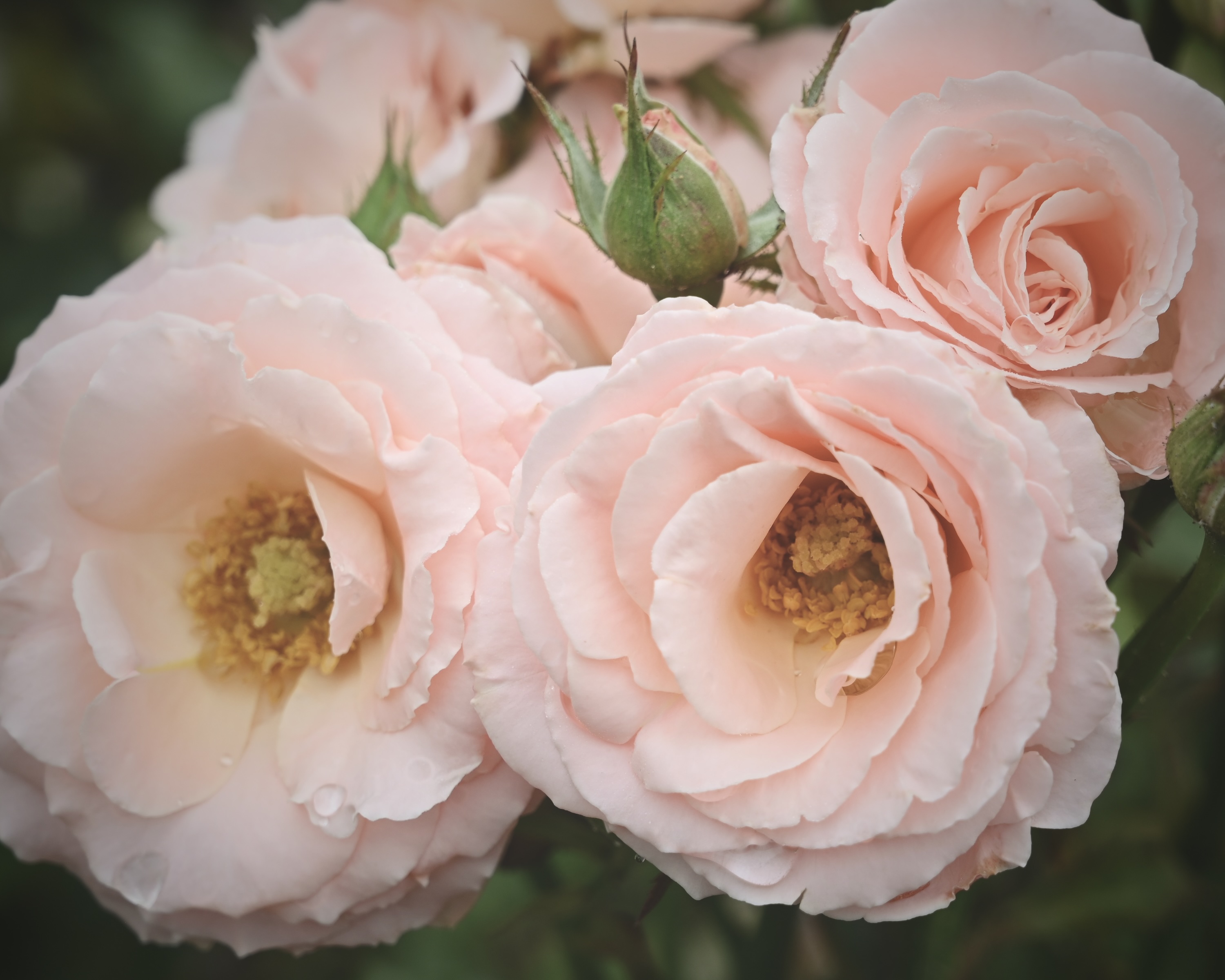 Peach and pink hued flowers in a row.