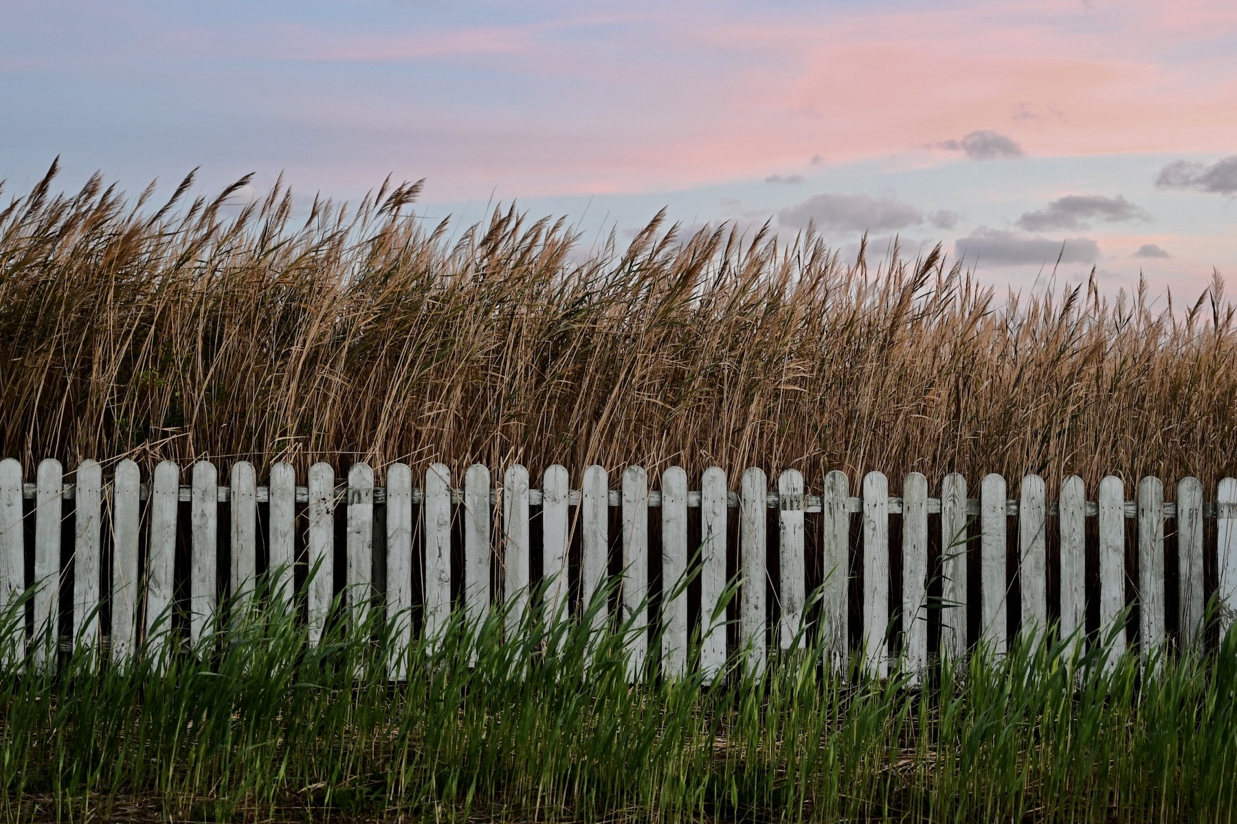 White fence among grass at sunset.
