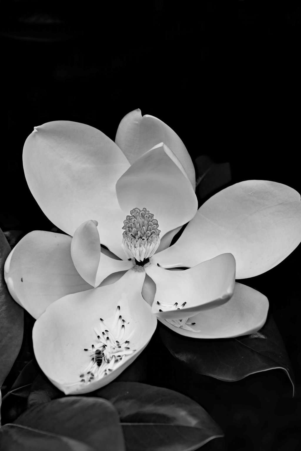 Black and white image of magnolia bloom with bee on lowest petal among seeds.