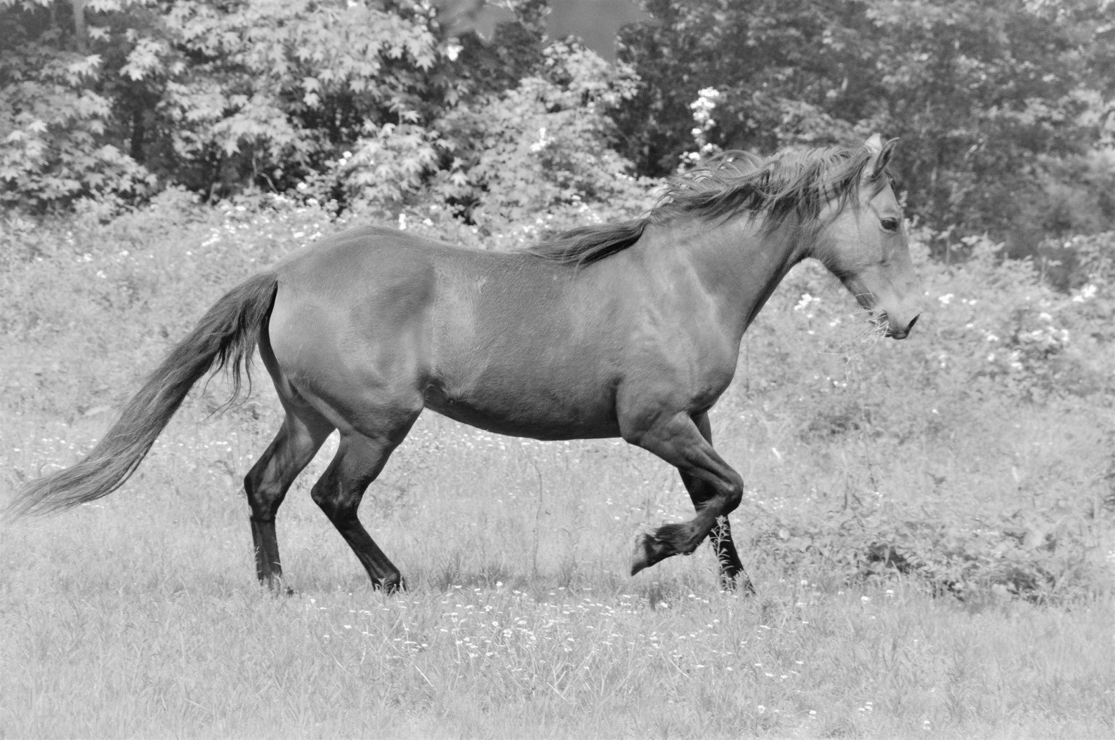 Black and white photograph of Paso Fino horse gliding through field.