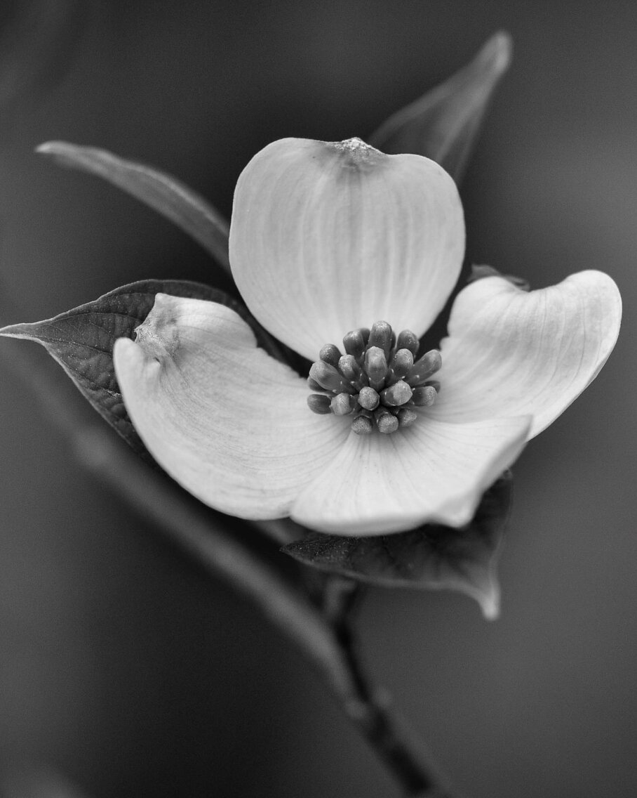 Black and white photo of one dogwood blossom still attached to branch.