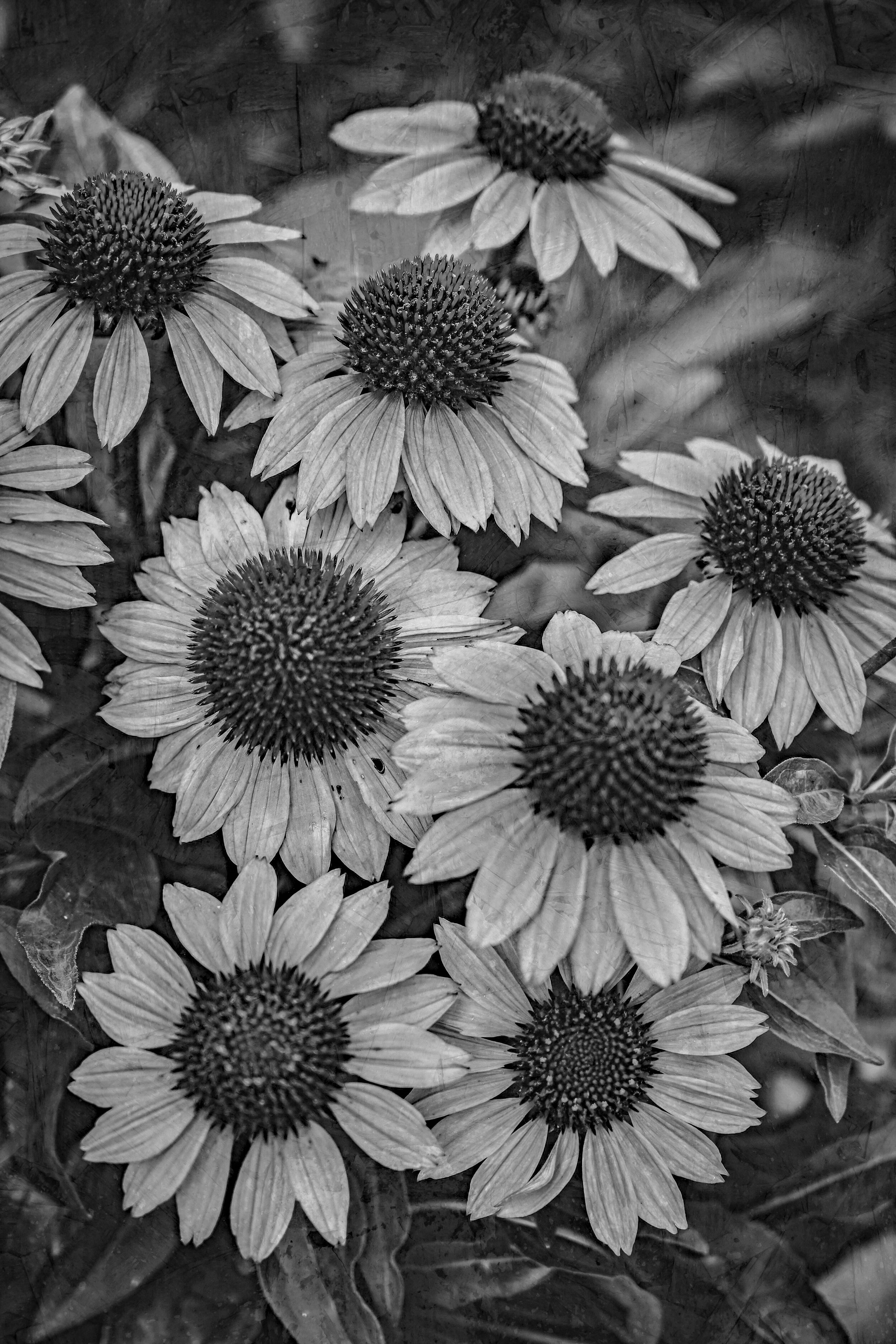 Black and white echinacea flowers with textured overlay.