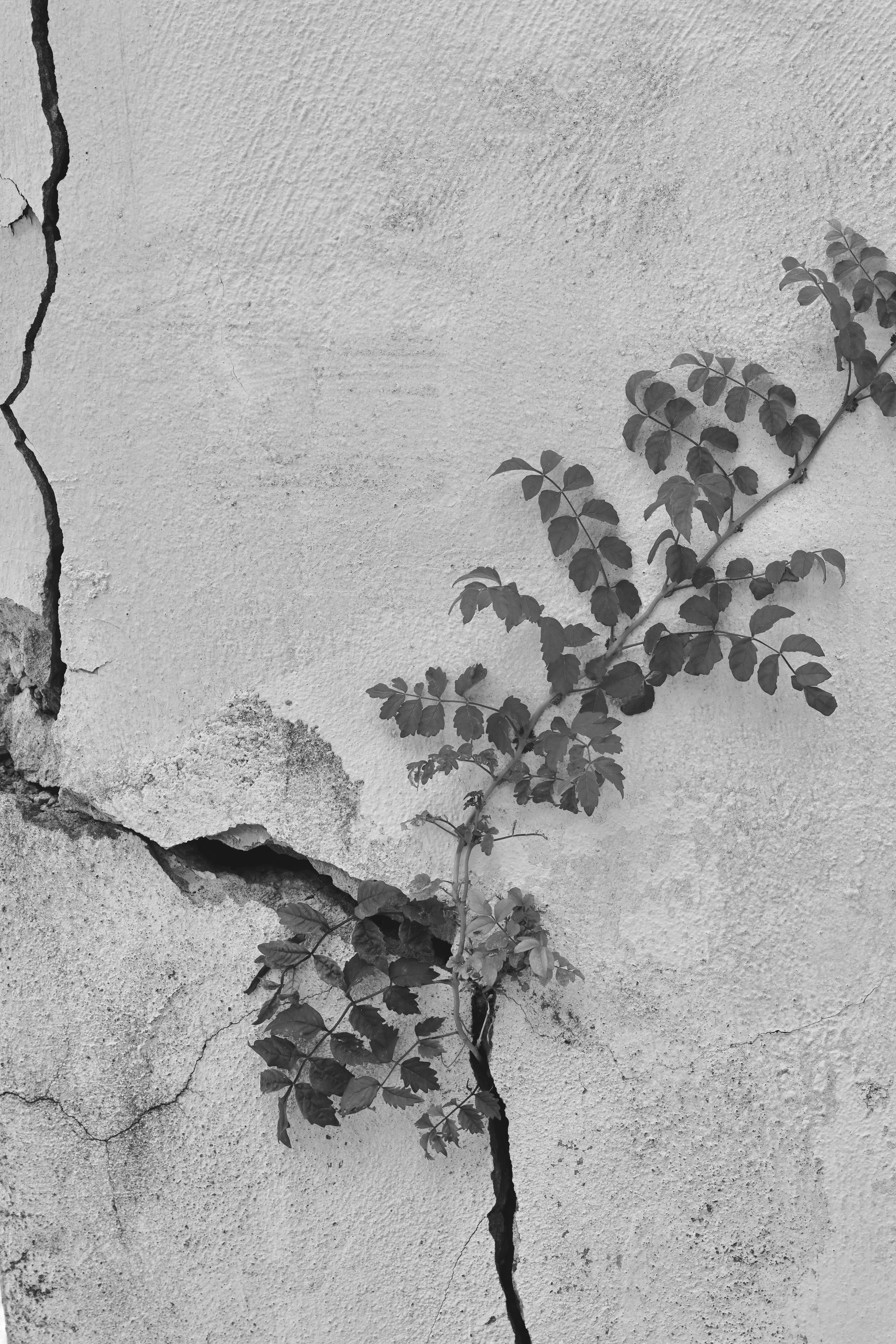 Black and white photograph of plant growing from wall's cement crack.