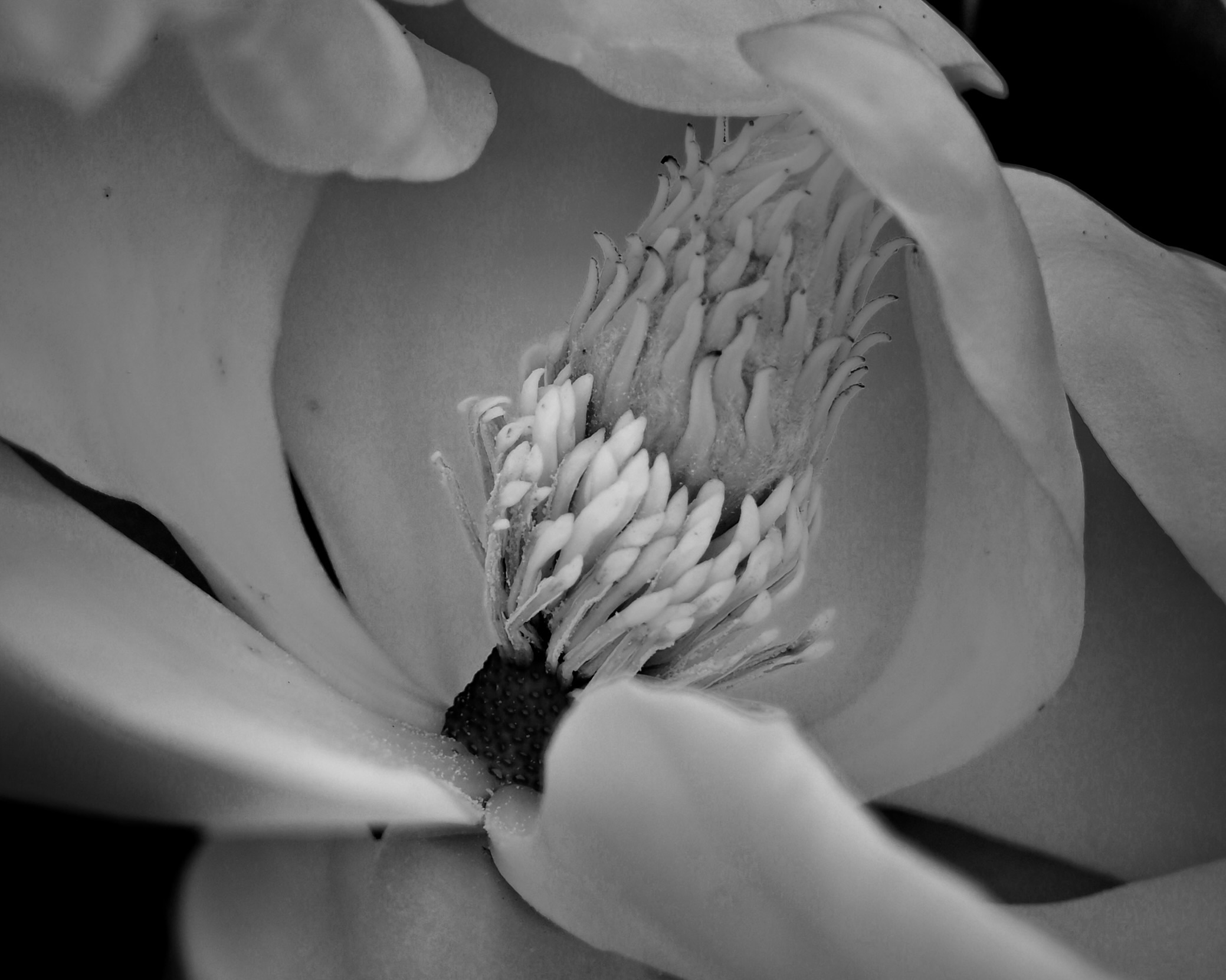 Black and white side view of magnolia blossom in bloom.